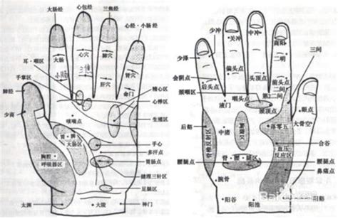 中指代表器官|中指对应哪个器官